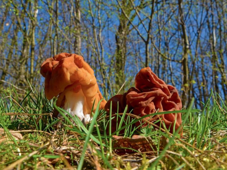 The fungus linked to cases of Lou Gehrig’s disease