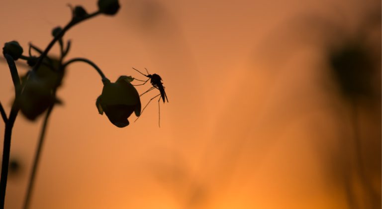 The anti-mosquito plant that will protect you this summer