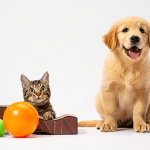 Aldi drops latest pet range with new and returning favourites — but shoppers must act fast