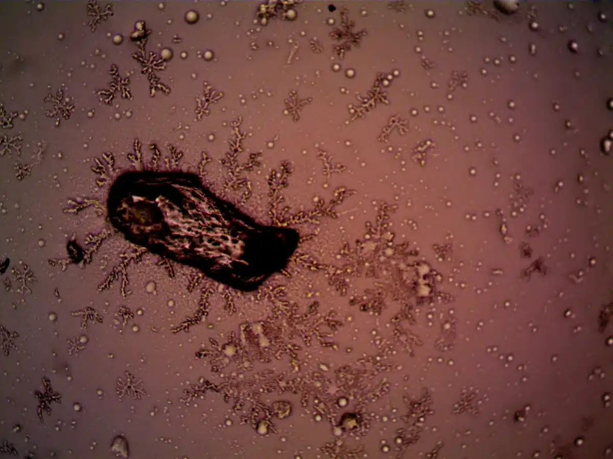 Microscopic view of ice crystals forming inside food cells