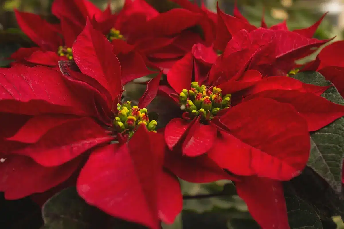 Poinsettia positioned in bright indirect light near a window