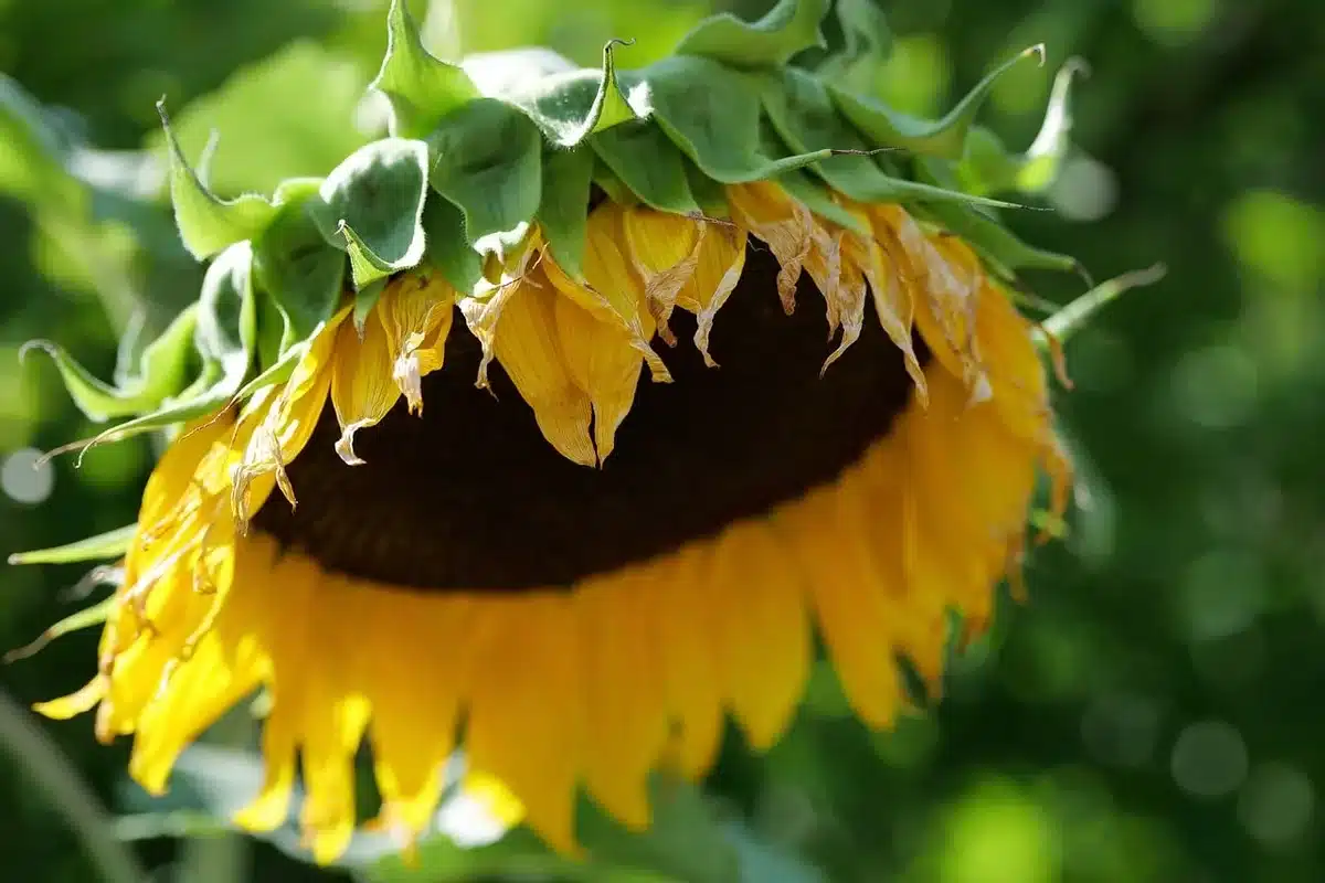 Close-up of stressed plant leaves showing yellowing and wilting