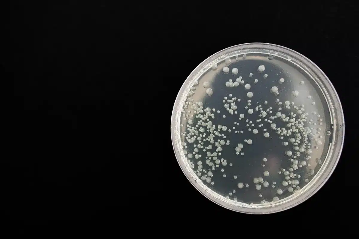 Researcher examining cell cultures under microscope in laboratory setting